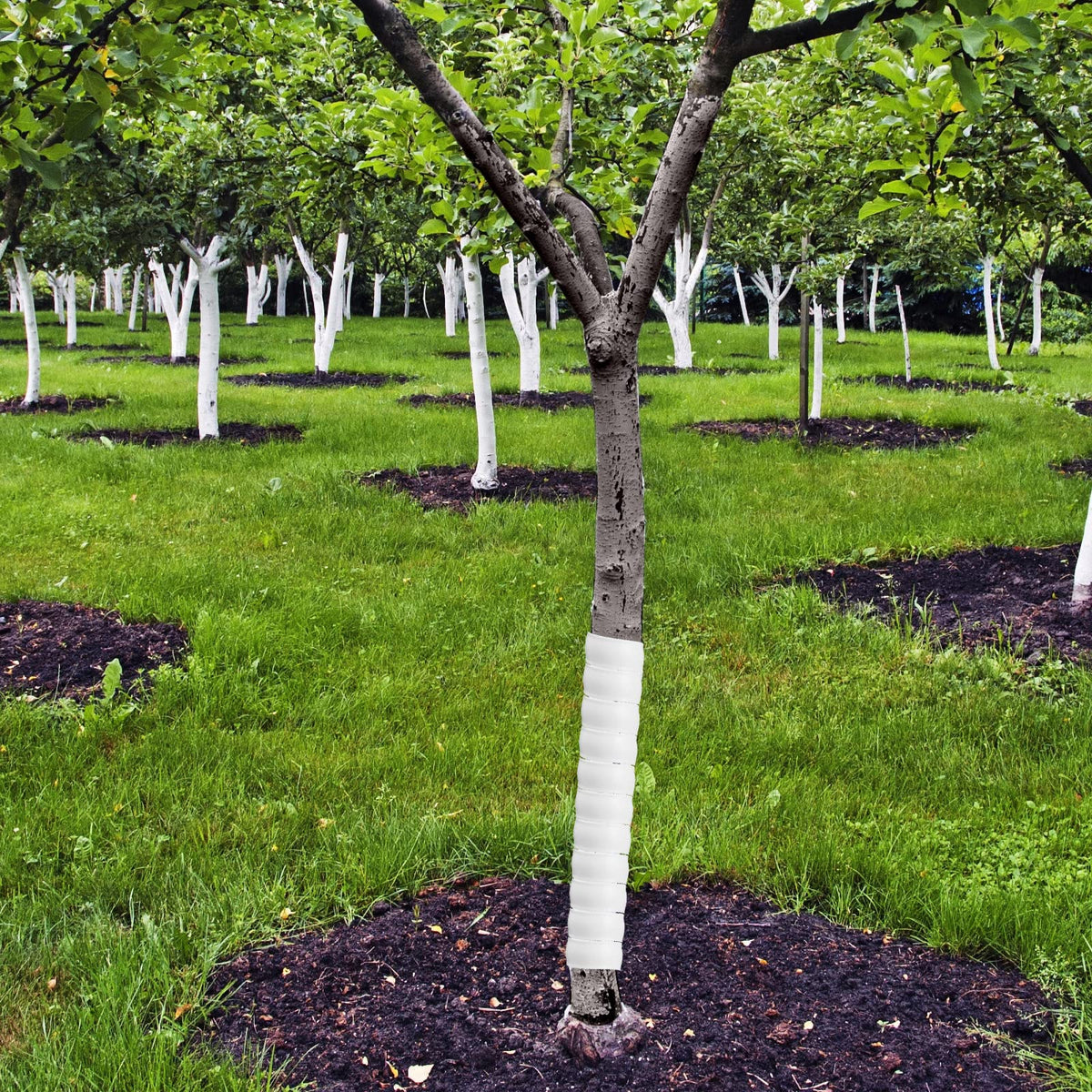 Wesiti animal-deterrent tree protector helps deter nibblers.