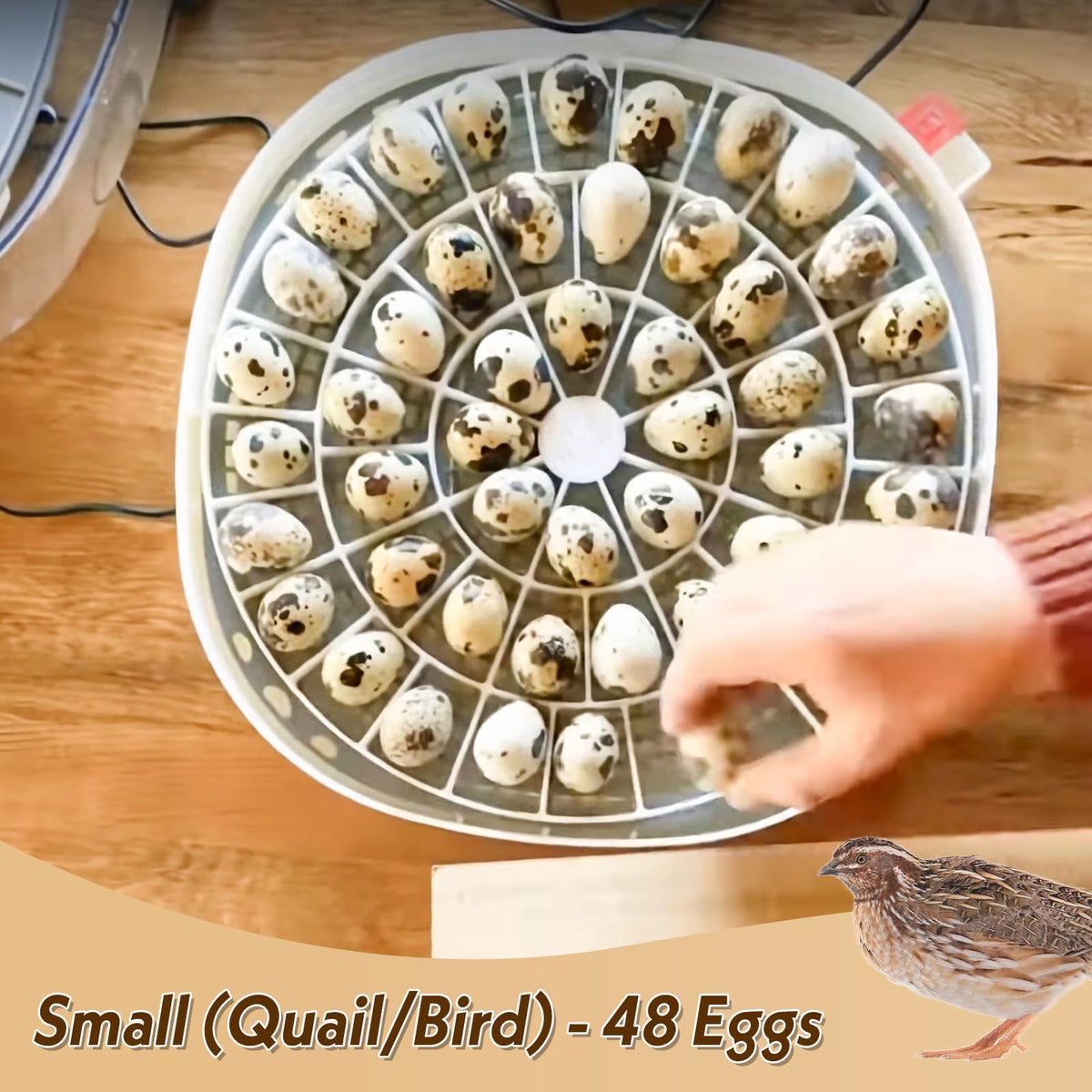 WFXSHparts hand-washable egg tray close-up emphasizing easy cleaning