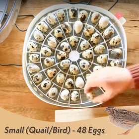 WFXSHparts hand-washable egg tray close-up emphasizing easy cleaning