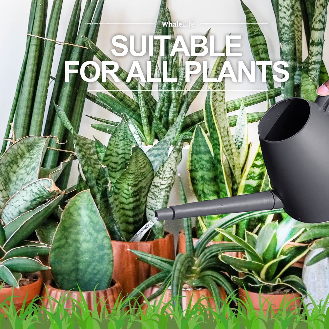 WhaleLife ideal for compact indoor gardens and balcony pots.