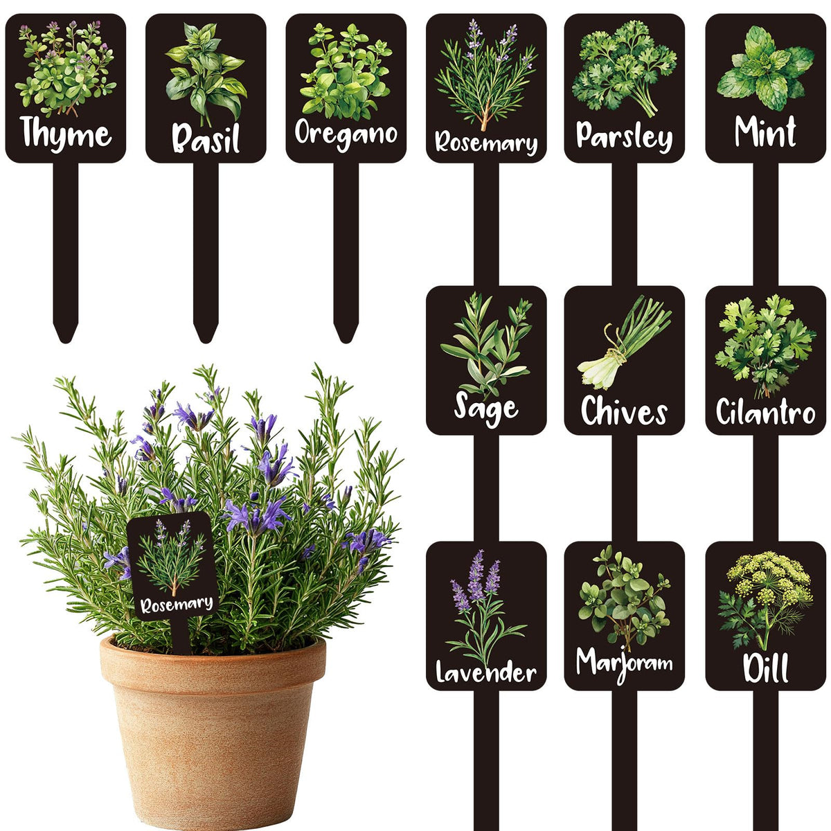 Whaline herb label signs collection aids clear herb identification in garden.