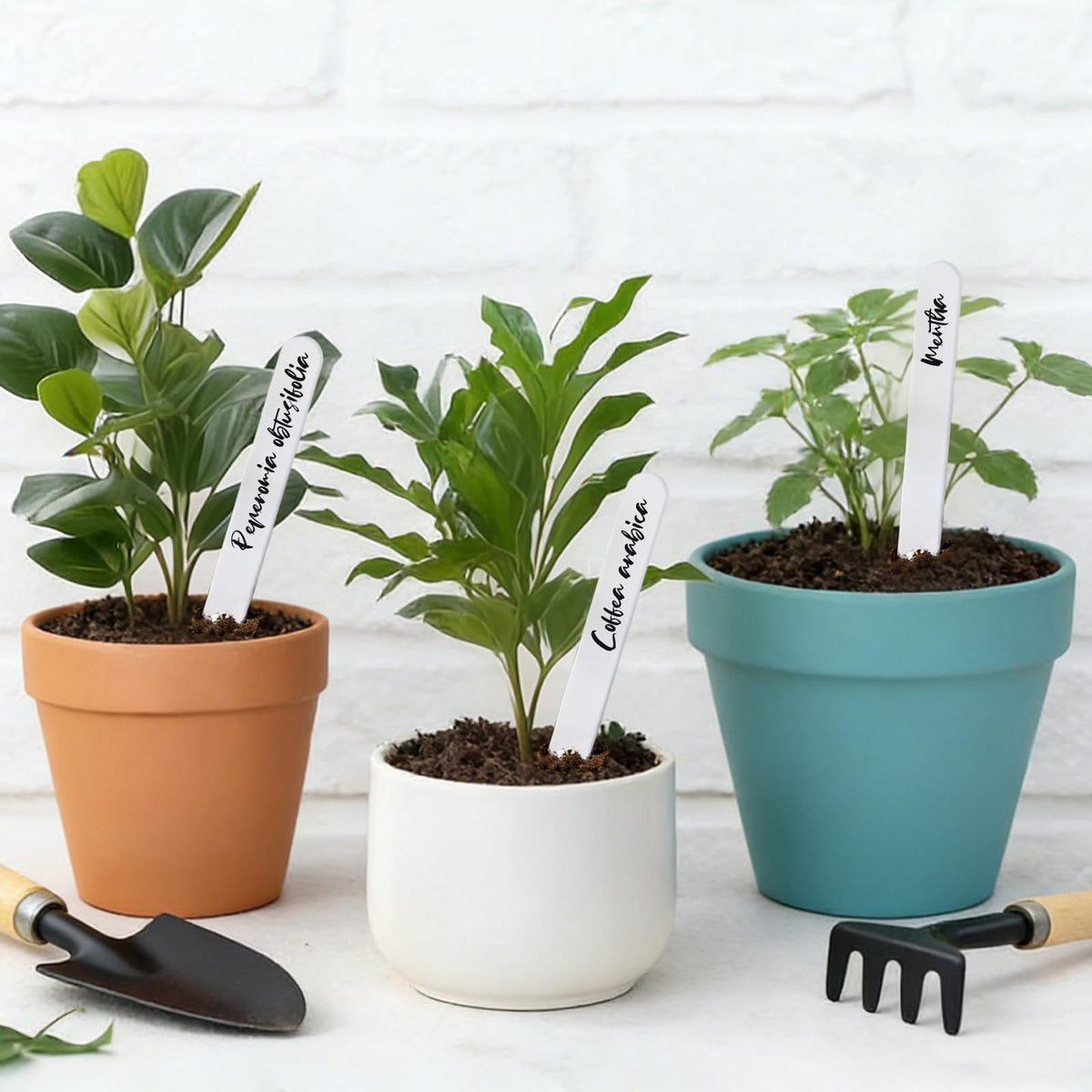 Whaline large plant-label size offers ample writing space for plant details