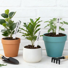 Whaline large plant-label size offers ample writing space for plant details