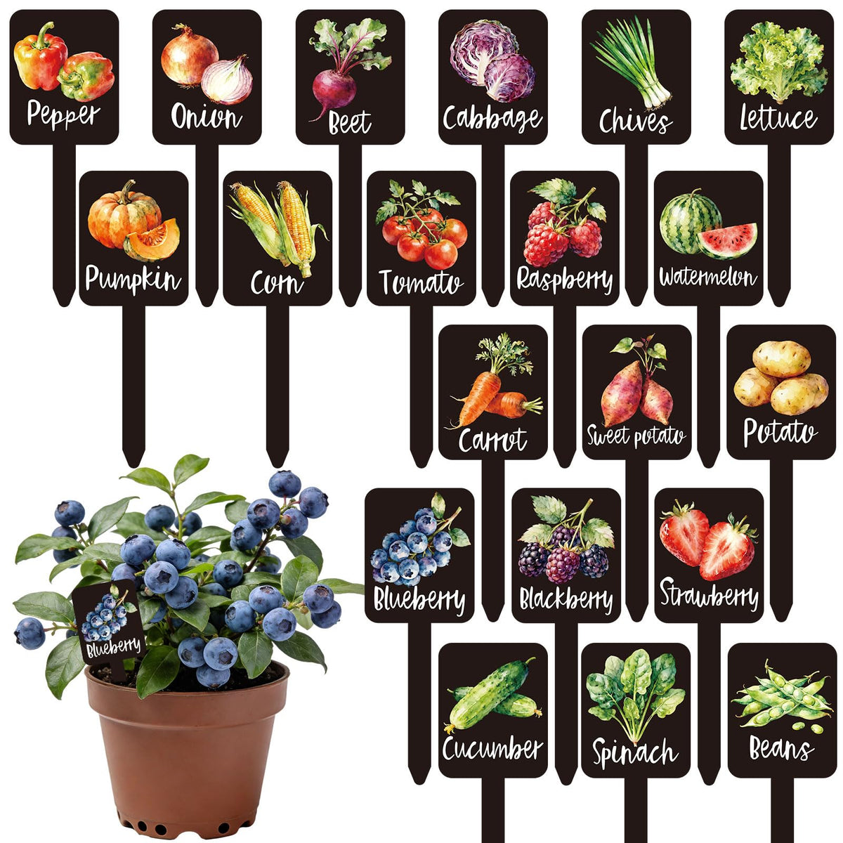 Whaline watercolor lettuce label for easy garden plant identification.