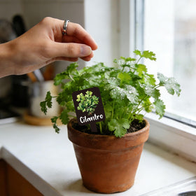 Whaline waterproof acrylic plant stakes resist moisture for outdoor gardening.