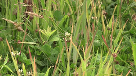 Arrest Max label close-up shows compatibility with Whitetail Institute forages.