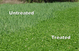 Arrest Max spray in action demonstrates grass control while protecting forages.