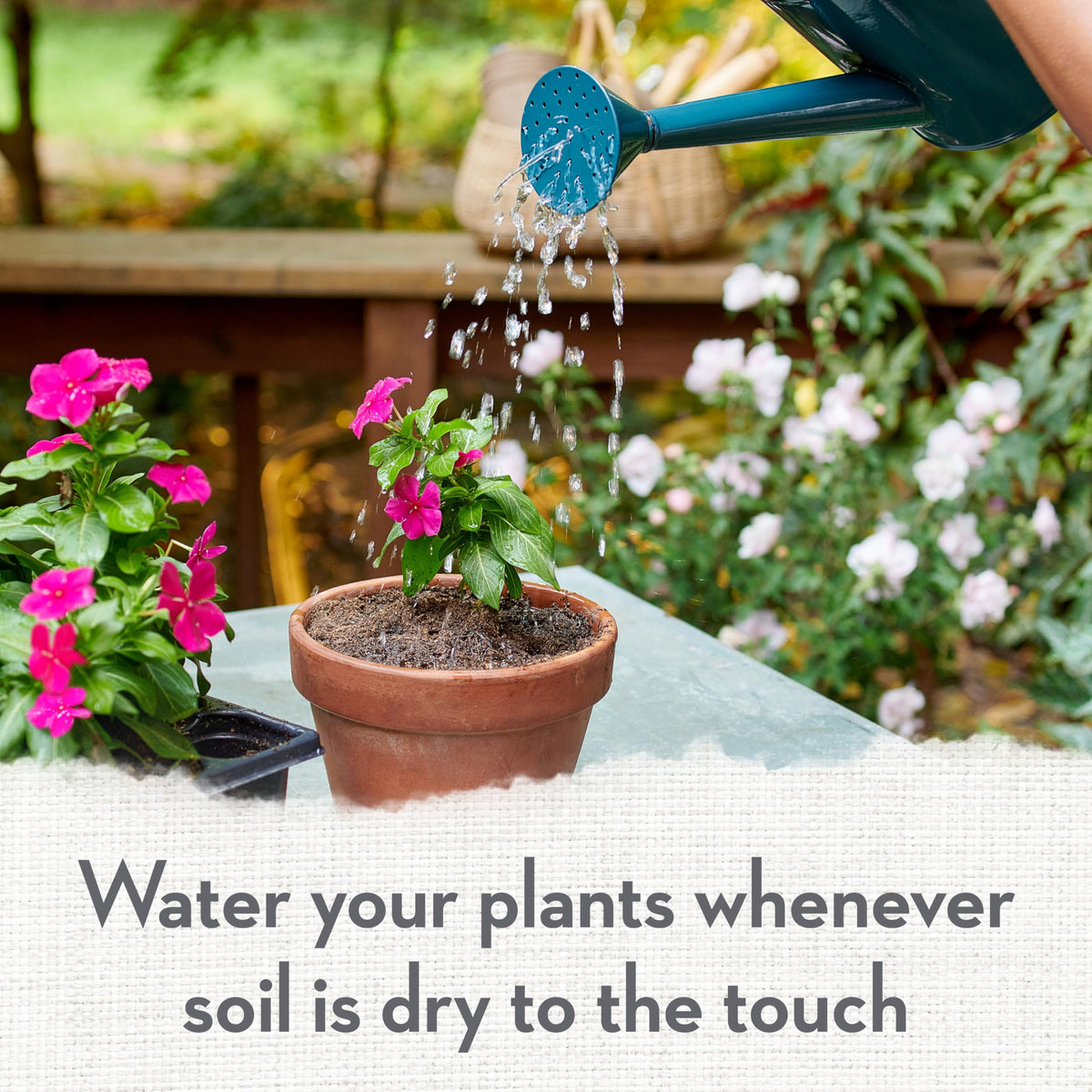Whitney Farms Lightweight Mix is ideal for container gardening.