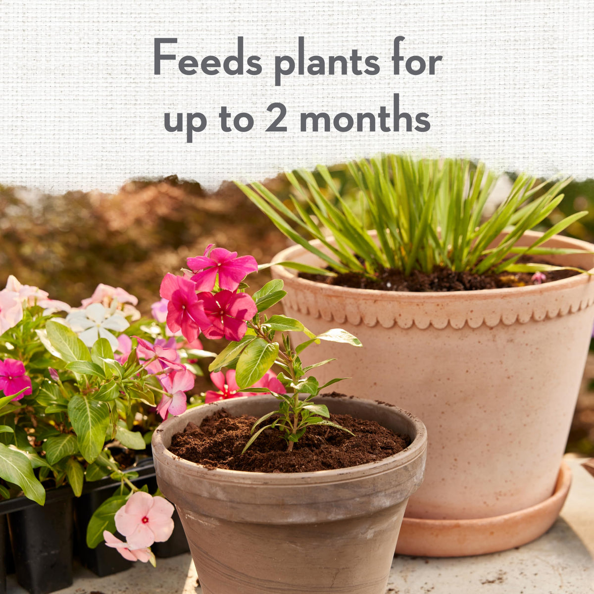 Whitney Farms Two-Month Feeding helps plants thrive between repots.