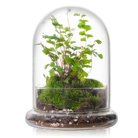 WHJY 6-inch glass cloche with base displaying a tiny indoor terrarium.