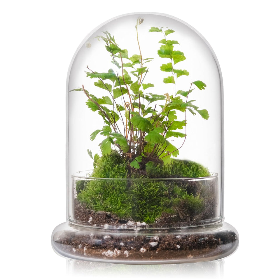 WHJY 6-inch glass cloche with base displaying a tiny indoor terrarium.