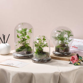 WHJY easy-clean glass cloche protects and showcases delicate specimens.