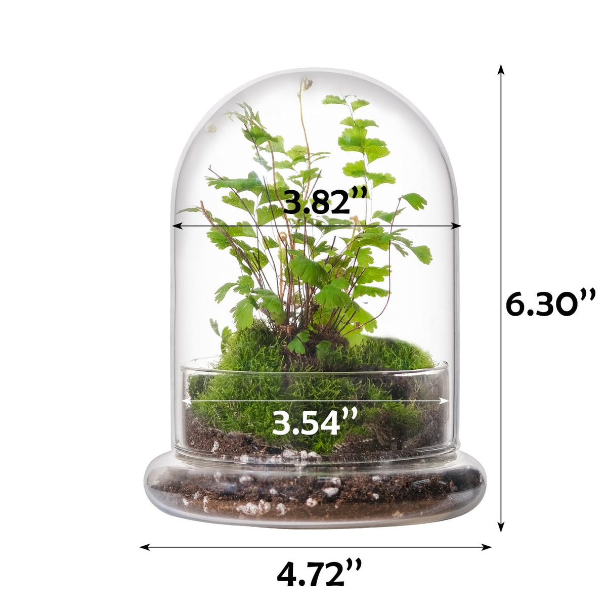 WHJY mini terrarium dome highlights plant growth through clear glass.