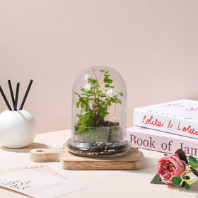 WHJY transparent dome for plants enhances home decor and natural light.