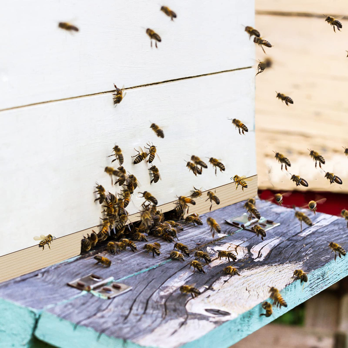 Whumsdog entrance reducer made from natural pine durable for beekeeping