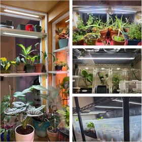 Wiaxulay Grow Light dimmable 5 levels adjust brightness for every growth stage