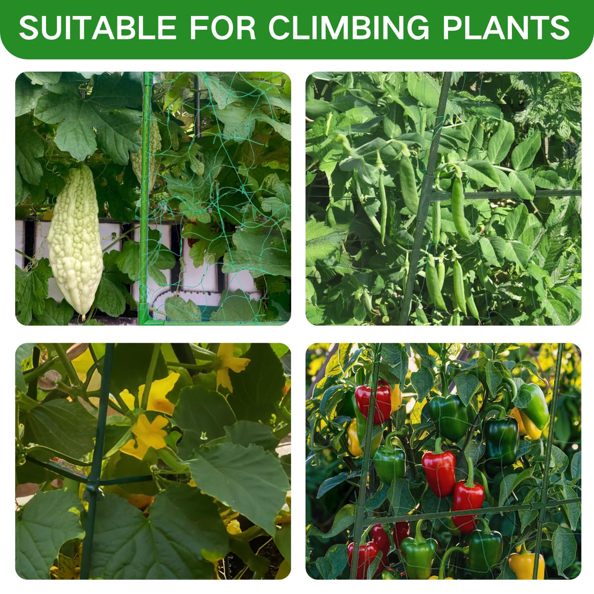 Wikdey plastic coated steel tubes protect vines from abrasion in open air.