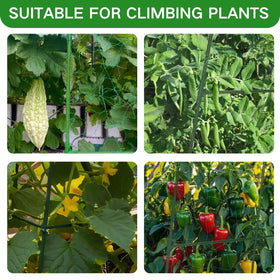 Wikdey plastic coated steel tubes protect vines from abrasion in open air.