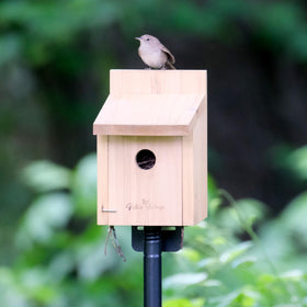 Wild Wings Cedar Box Wren House mounted on a post invites backyard birdwatching
