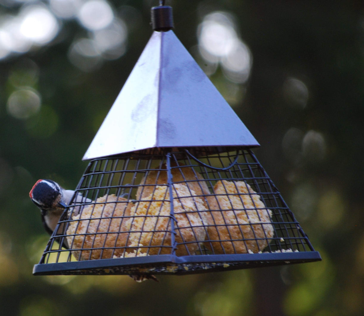 Wildlife Sciences birds feeding on suet balls, showcasing appeal to woodpeckers and songbirds.