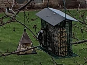Seed bars on a feeder with songbirds demonstrating easy-to-use, long-lasting snack.