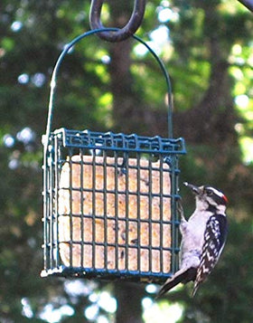 Wildlife Sciences suet cake birds in feeding scene, attracts perching and tree-clinging species.