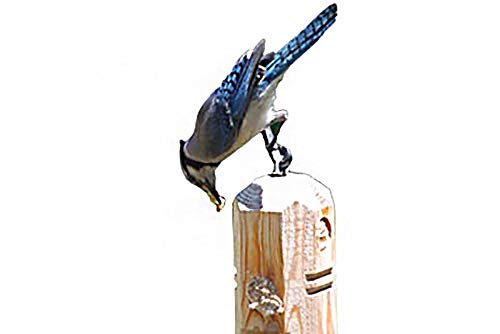 Wildlife Sciences peanut blend suet plugs attract peanut-loving birds
