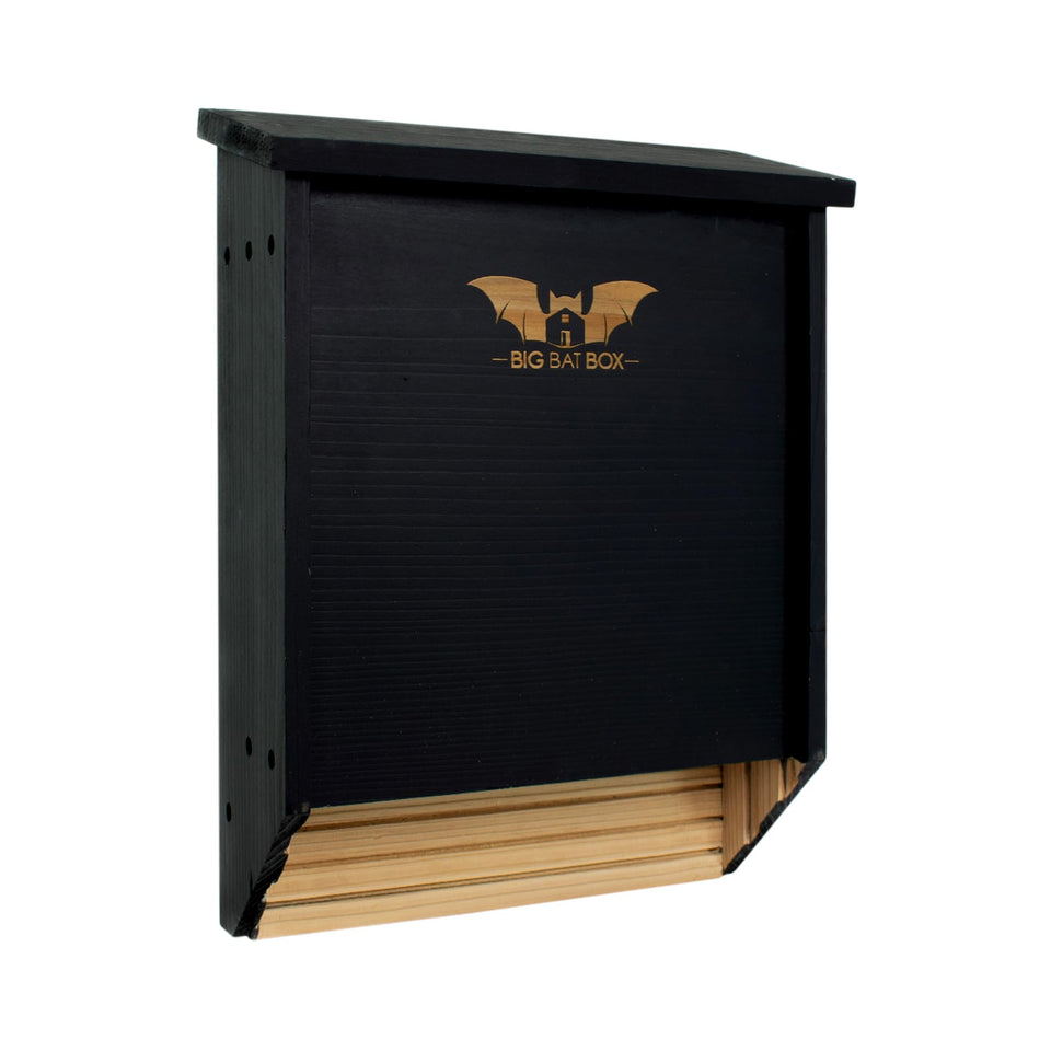 WildYard BIGBATBOX exterior view shows a two-chamber bat roost attractor for local bats.