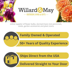 Willard & May backyard border showcases sunlit gladiolus height and color