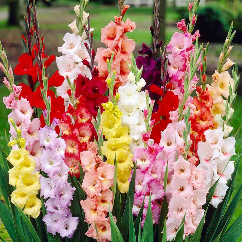 Willard & May gladiolus bloom stems ready for cut-flowers and fresh bouquets