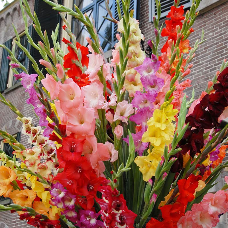 Willard & May color-mix gladiolus bulbs color-filled garden display