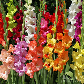 Willard & May Grower Special Mix Gladiolus bulbs pack ready for vibrant summer color