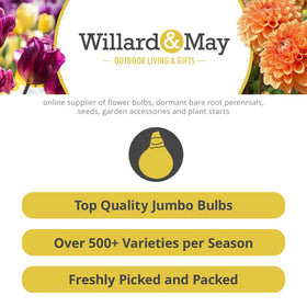 Willard & May mid-to-late summer gladiolus blooms create a color parade