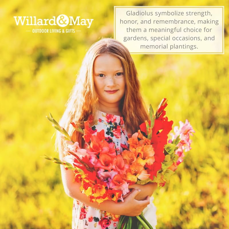 Willard & May rainbow gladiolus brightening bouquets and outdoor arrangements