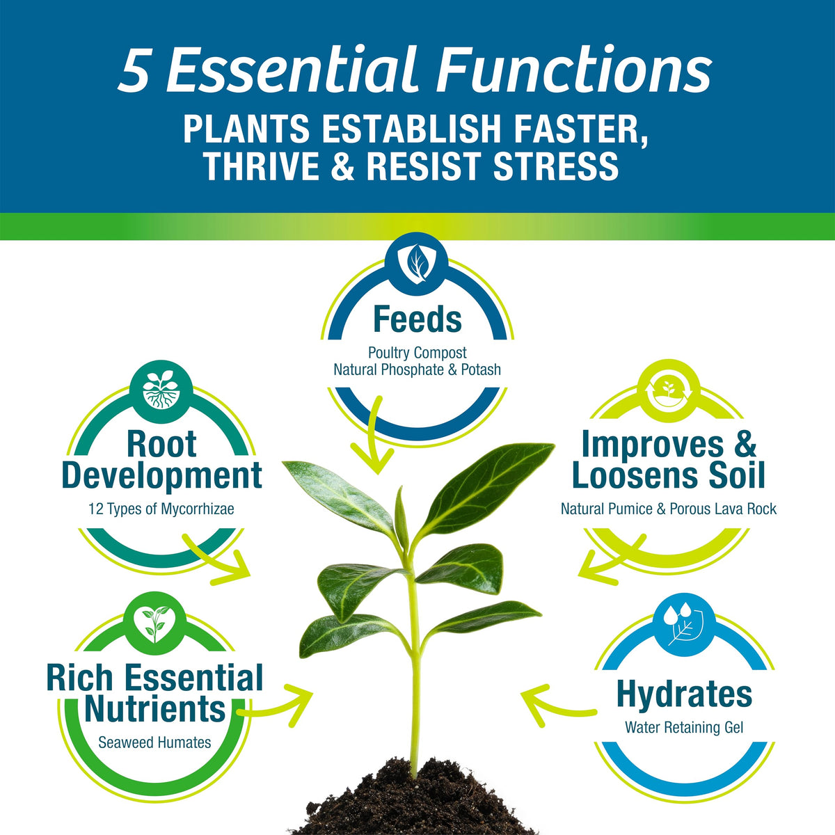 Wilt-Pruf plant food application demonstrates root friendly feeding for thriving flowers