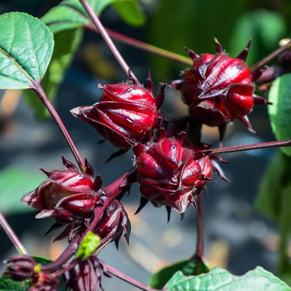 Wily Fox Roselle calyces harvest ready for culinary use and infusions