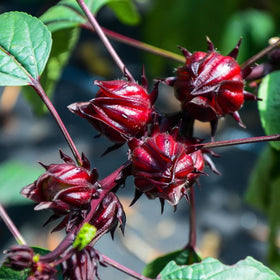 Wily Fox Roselle calyces harvest ready for culinary use and infusions