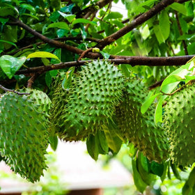 Wily Fox soursop seeds closeup texture, non-GMO heirloom quality for reliable sprouting.