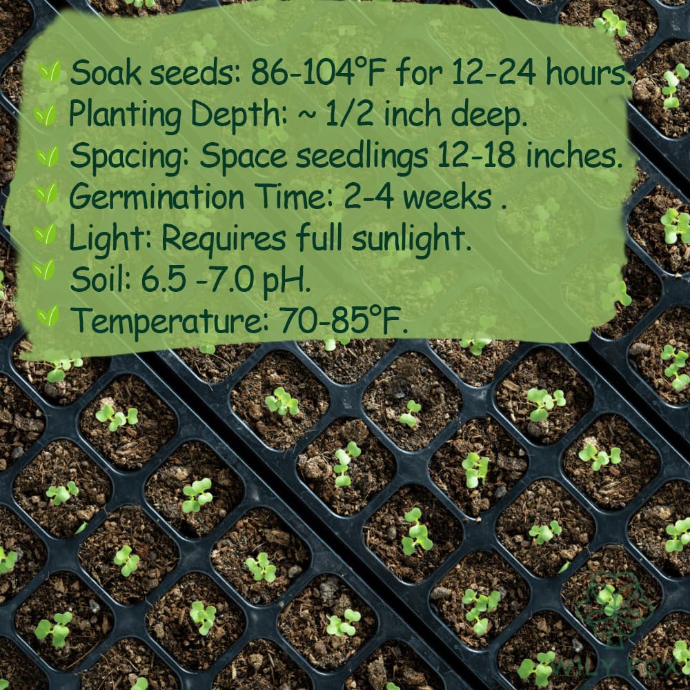 Wily Fox soursop seeds indoors, easy care for beginners growing tropical trees.