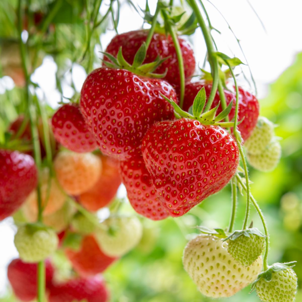 Wily Fox sweet strawberries harvest imagery inviting year-round fresh fruit.