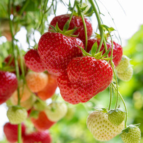 Wily Fox sweet strawberries harvest imagery inviting year-round fresh fruit.