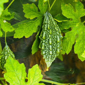 Wily Fox bitter gourd vines on a trellis with strong growth.