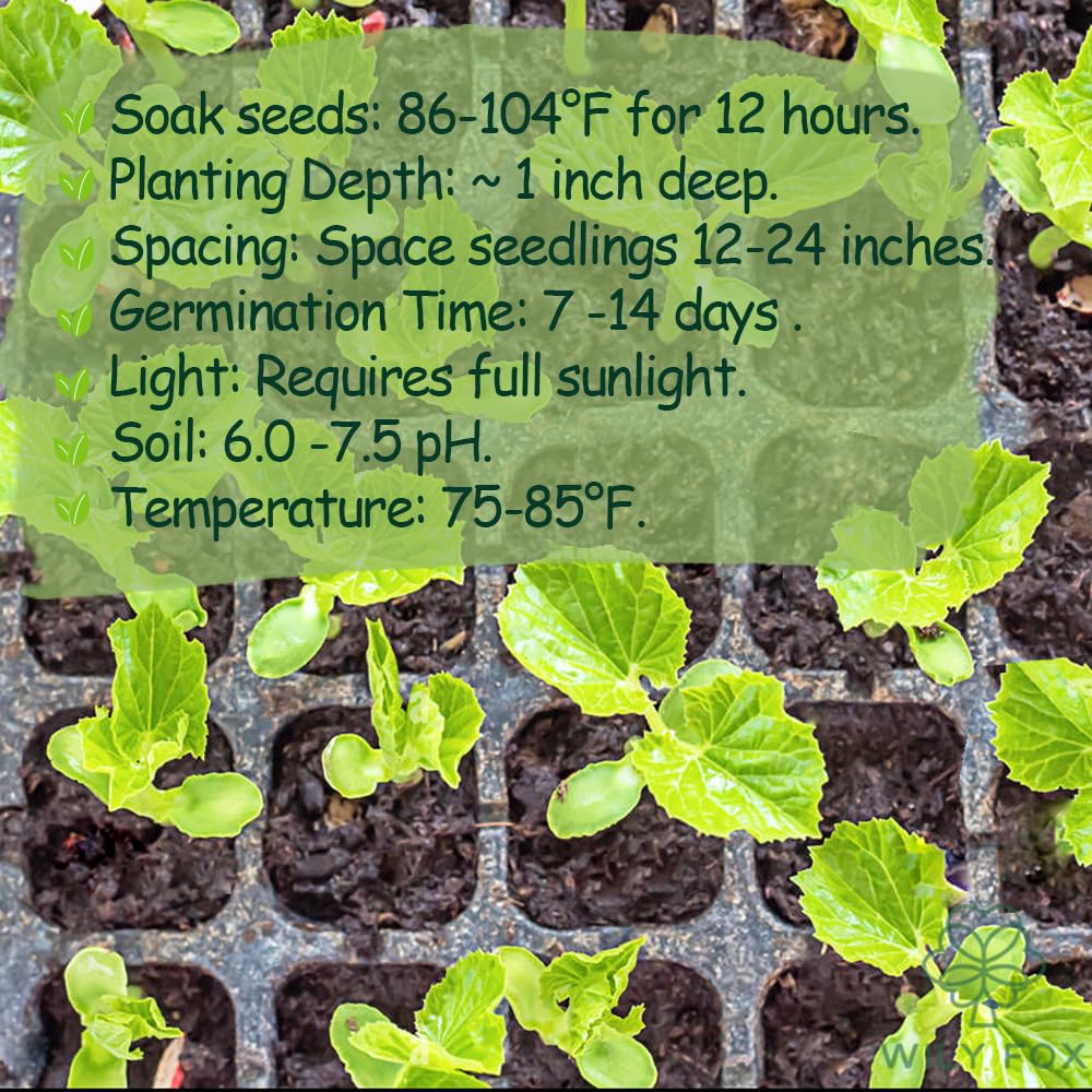Wily Fox open-pollinated heirloom seeds preserve authentic genetics.