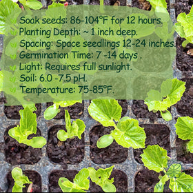 Wily Fox open-pollinated heirloom seeds preserve authentic genetics.
