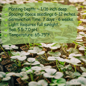 Wily Fox Seeds with high germination rate for easy growth.