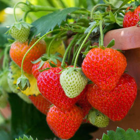 Wily Fox Strawberries in pots or balconies for compact gardening.