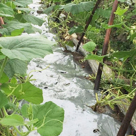 Winemana greenhouse-application showing enhanced plant growth with high reflectivity