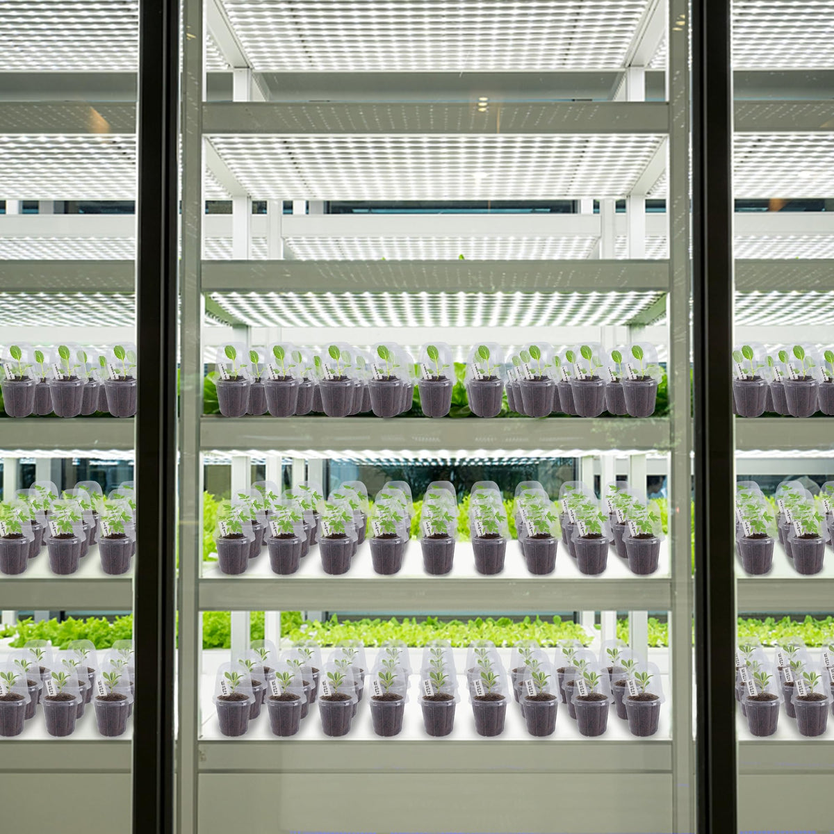 Winemana humidity dome speeds germination by maintaining moisture around young plants.