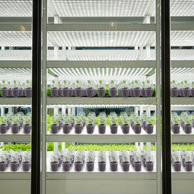 Winemana humidity dome speeds germination by maintaining moisture around young plants.
