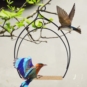 Winemana hummingbird swing near feeder attracts resting visitors.